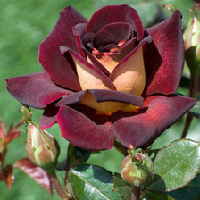 бархатная роза
