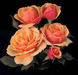 Оригинал схемы вышивки «розы» (№397341)