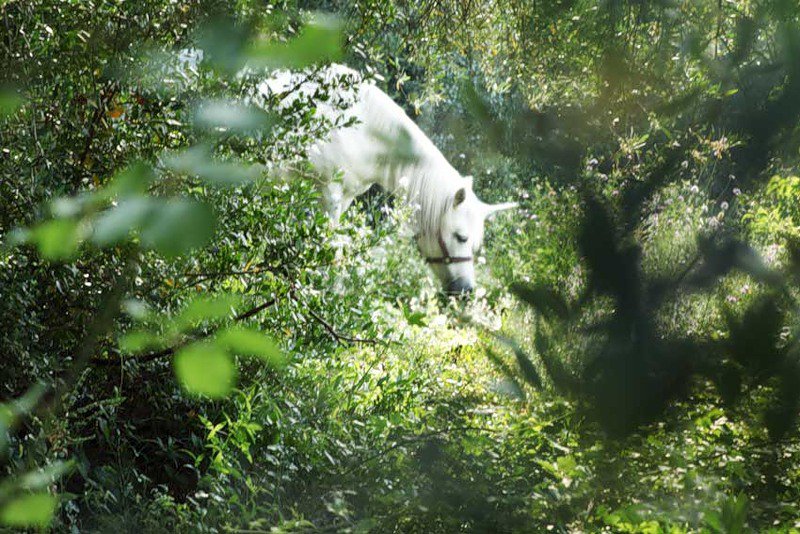 единорог - единорог - оригинал