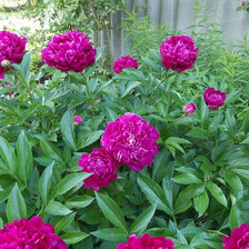 Схема вышивки «пионы»