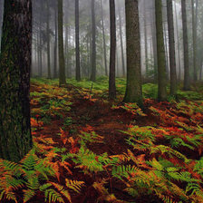 Схема вышивки «осенний лес»