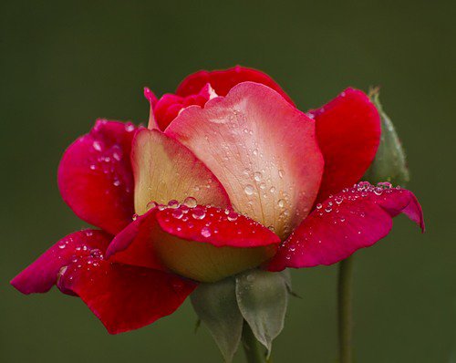 роза - цветы, капли, роза, цветок, розы - оригинал