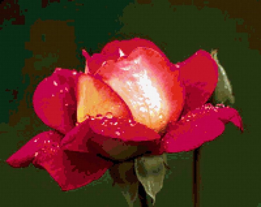 роза - розы, роза, цветок, цветы, капли - предпросмотр