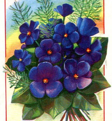 фиалки - оригинал