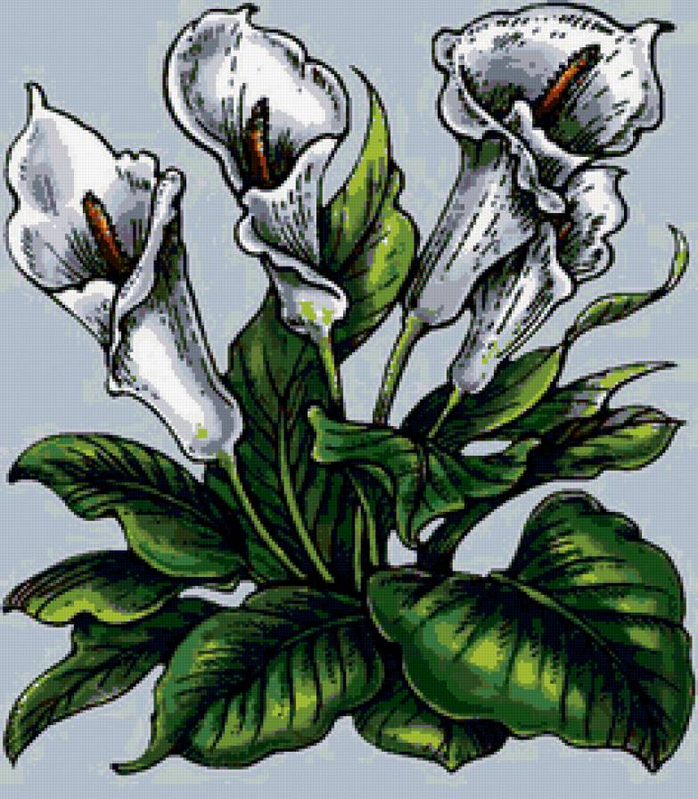 калы - цветы - предпросмотр