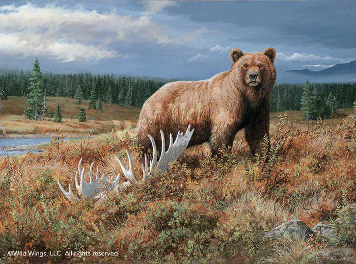 медведь18 - оригинал