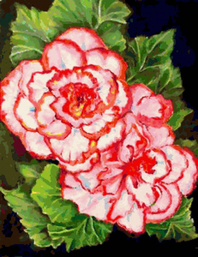 Серия "Букет" - букет, бегонии, цветы - предпросмотр