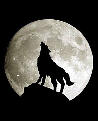 Одинокий волк - оригинал