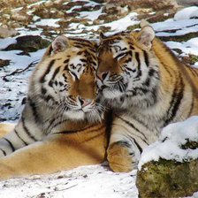 Тигры, пара
