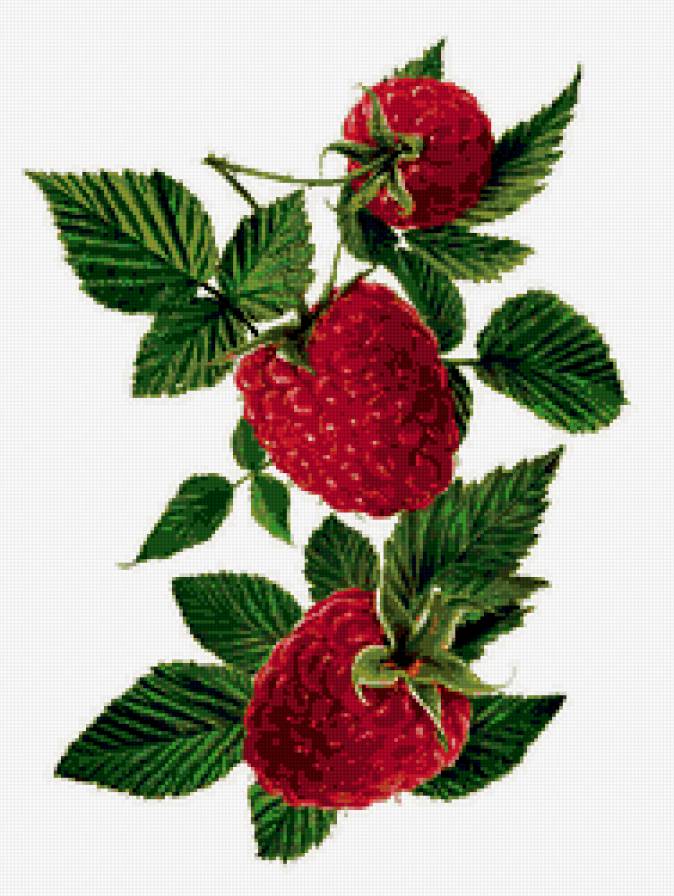 ягода-малина - предпросмотр