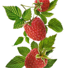Оригинал схемы вышивки «ягода-малина» (№398027)