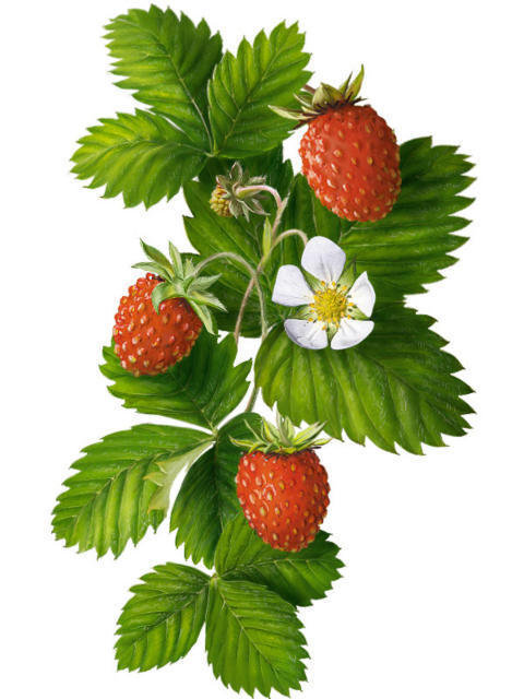 земляника - оригинал