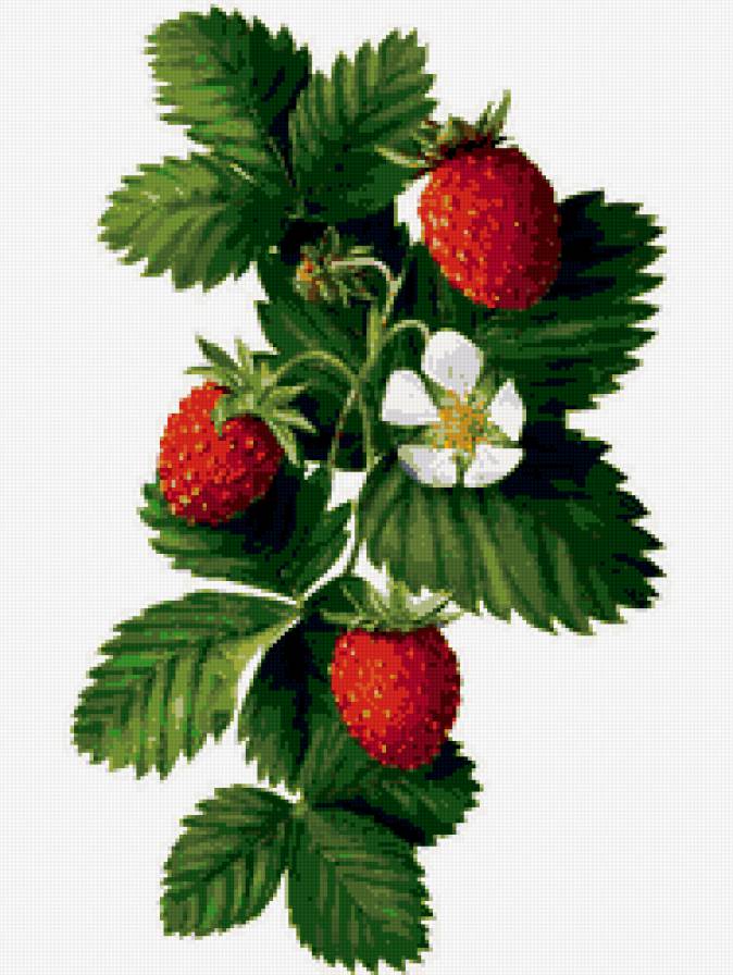 земляника - предпросмотр