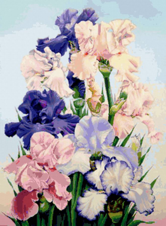 ирисы - предпросмотр