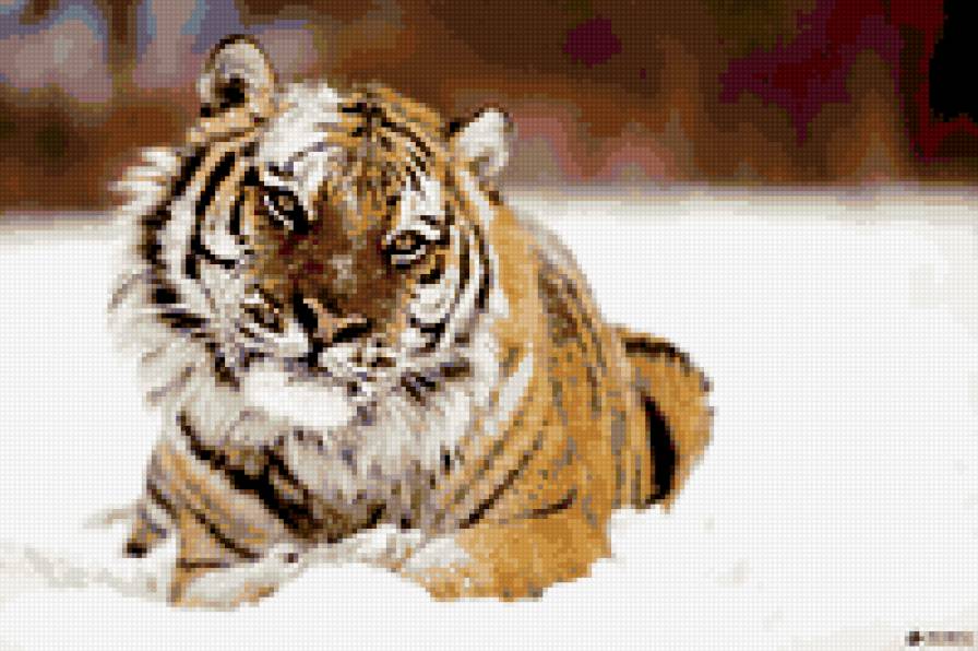 тигр - предпросмотр
