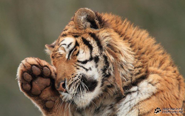 тигр - оригинал