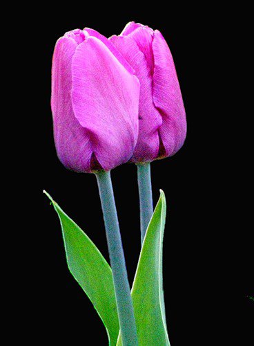 №398285 - тюльпаны, цветы - оригинал