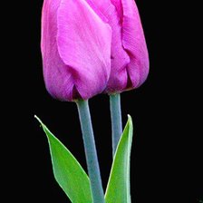 Схема вышивки «№398285»