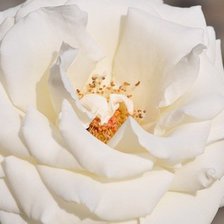 Оригинал схемы вышивки «роза» (№398309)