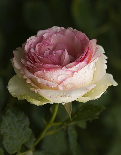 роза - розы, роза, капли, цветок, цветы - оригинал