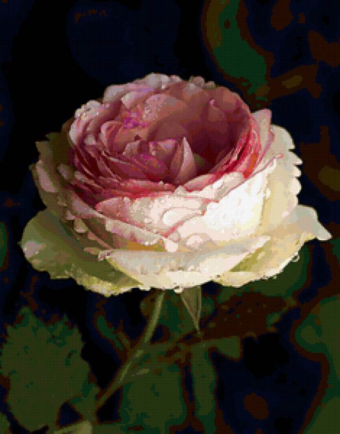 роза - розы, капли, цветы, цветок, роза - предпросмотр