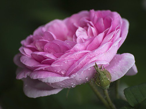 роза - розы, цветок, роза, цветы - оригинал