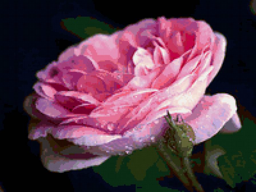 роза - розы, цветы, роза, цветок - предпросмотр