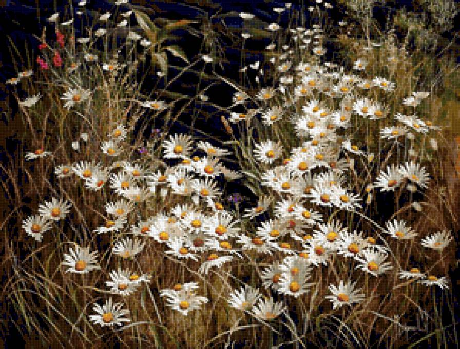 Серия "Полевые цветы" - поле, ромашки, лето, цветы, пейзаж - предпросмотр