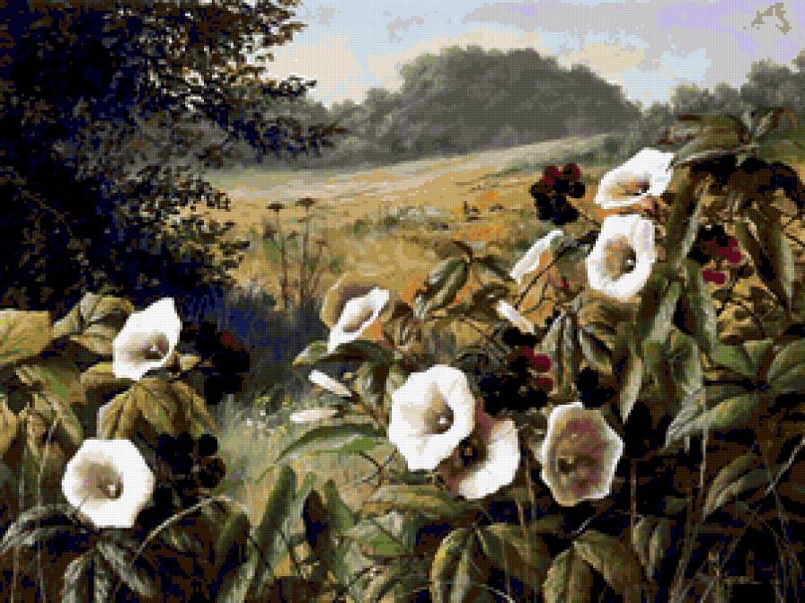 Серия "Полевые цветы" - поле, лето, пейзаж, цветы, вьюн - предпросмотр