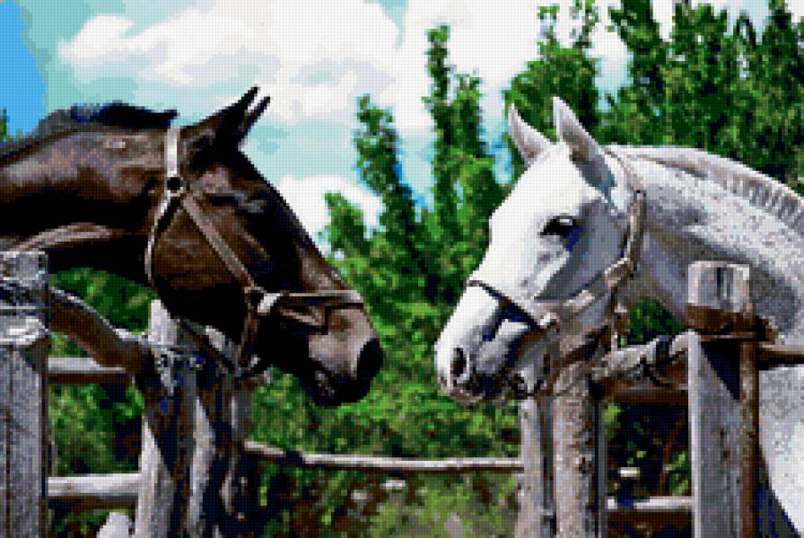 кони - встреча, любовь, чувства, пара, кони - предпросмотр