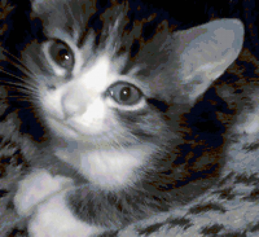 Котенок - предпросмотр