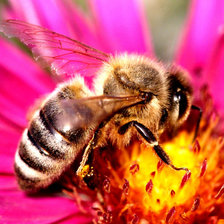 Схема вышивки «Пчела на цветке»