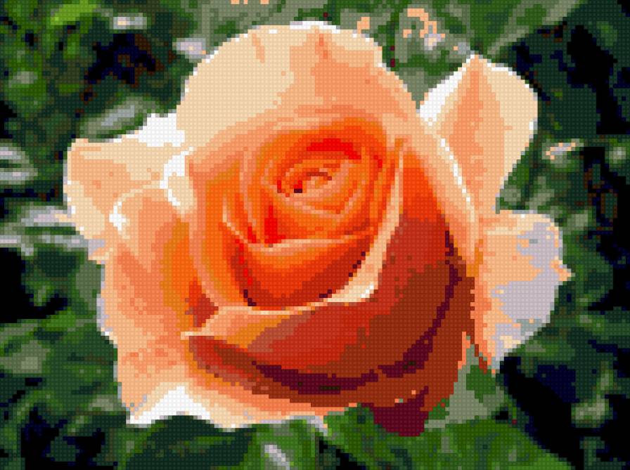 пастельная - роза - предпросмотр