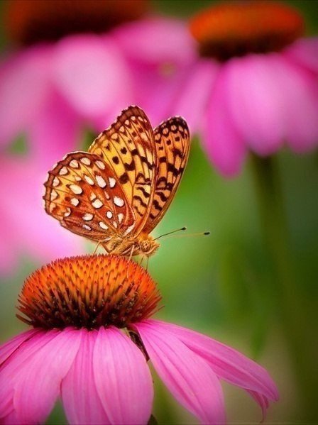 бабочка - оригинал