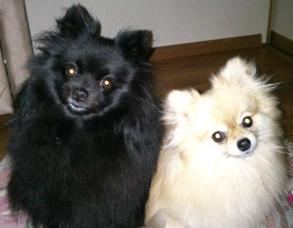 spici3 - оригинал