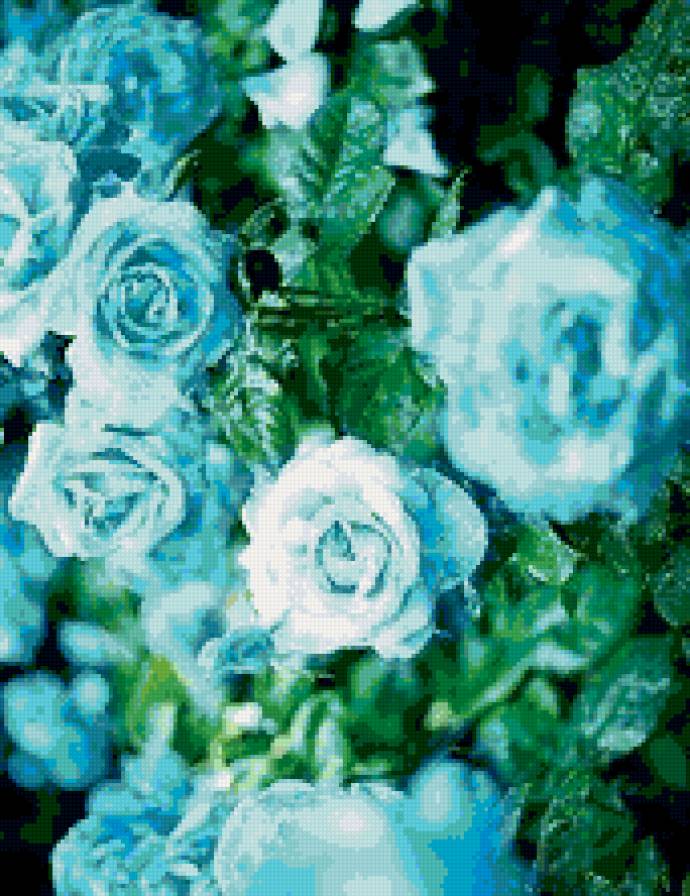 Голубые розы - розы, цветы - предпросмотр