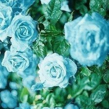 Оригинал схемы вышивки «Голубые розы» (№399563)