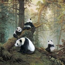 Панды в сосновом бору