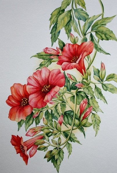 красные цветы - цветы - оригинал