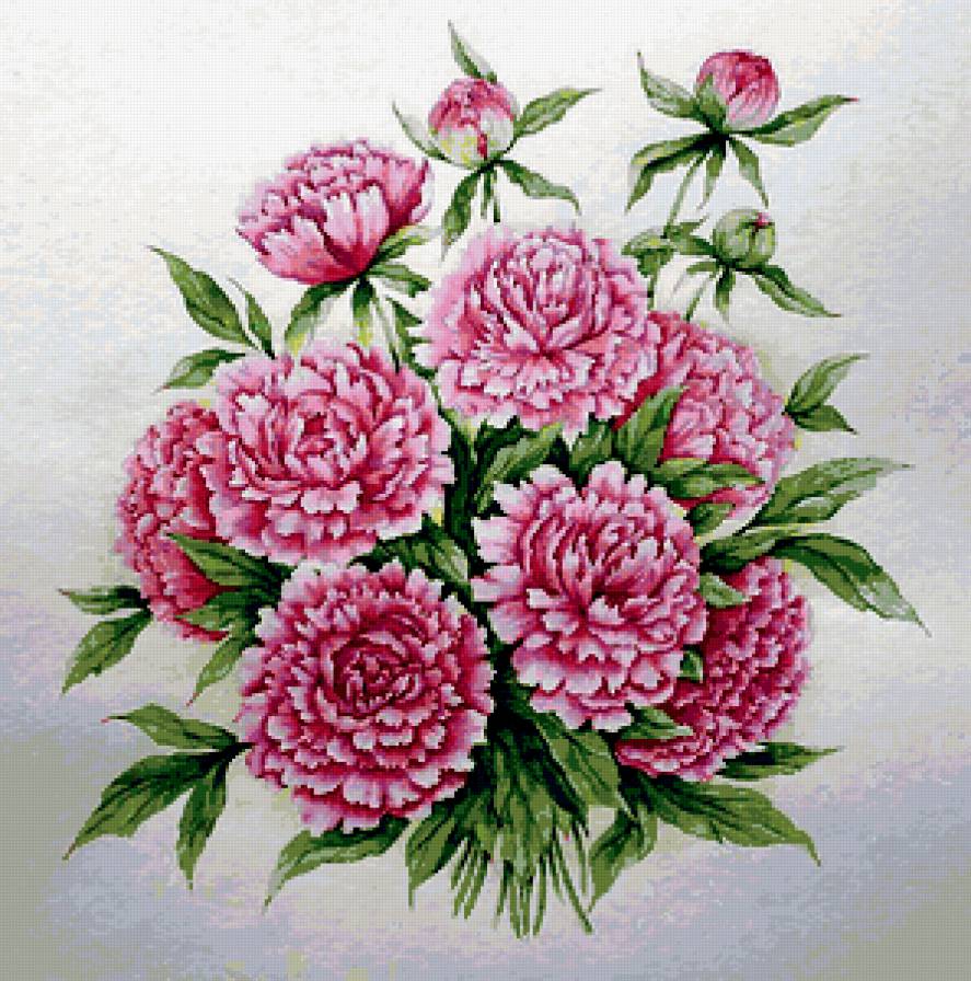 пионы - цветы, пионы - предпросмотр