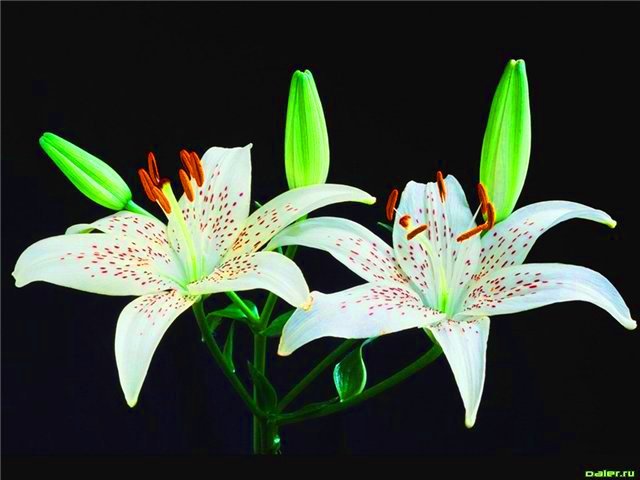 Белые цветы - оригинал