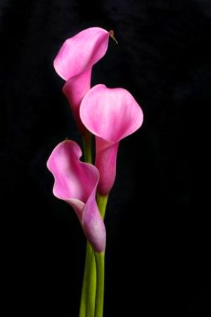 Розовые калы - оригинал