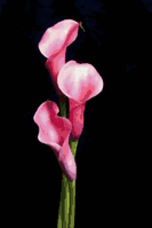 Розовые калы - предпросмотр