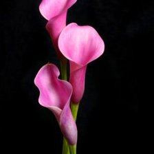 Схема вышивки «Розовые калы»