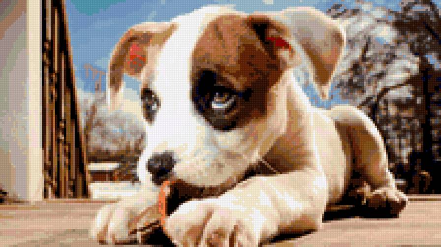 собака - собака - предпросмотр