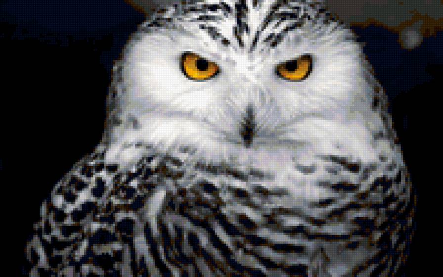 сова - сова - предпросмотр