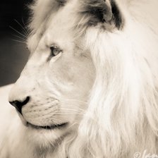 Схема вышивки «лев»