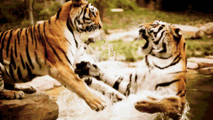Тигры - тигры, тигр, животные - предпросмотр