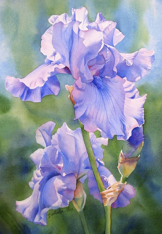 Ирис - цветок - оригинал