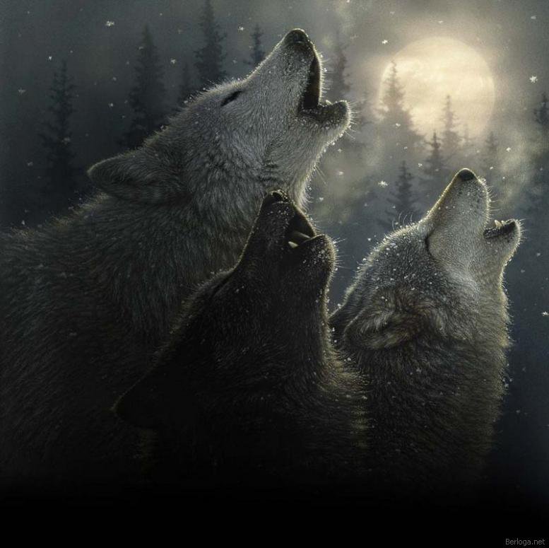 Стражи ночи - ночь, луна, волки - оригинал